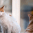 cats-5606202 1280-1280x800 - Знамя Труда