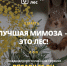 В честь 8 марта стартует акция «Лучшая мимоза — это лес» - Ядринский район