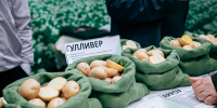 На выставке «Картофель» в Чувашии представят достижения более 70 компаний из 17 регионов - Знамя Труда